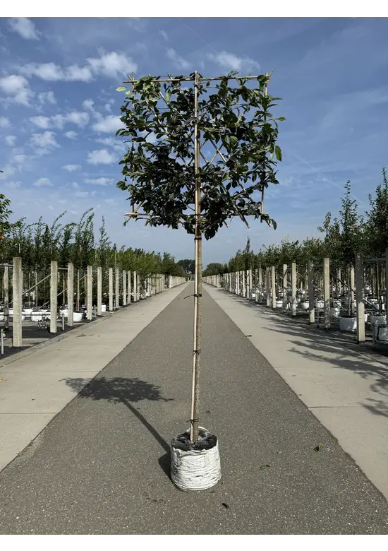 Sycoparrotia Spalier | Sycoparrotia semidecidua