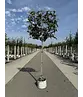 Sycoparrotia Spalier | Sycoparrotia semidecidua Sycoparrotia Spalier | Sycoparrotia semidecidua