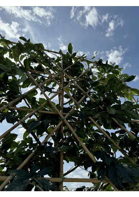 Sycoparrotia Spalier | Sycoparrotia semidecidua Sycoparrotia Spalier | Sycoparrotia semidecidua