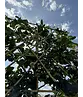 Sycoparrotia Spalier | Sycoparrotia semidecidua Sycoparrotia Spalier | Sycoparrotia semidecidua
