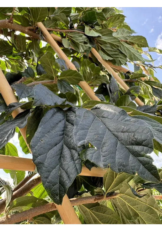 Sycoparrotia Spalier | Sycoparrotia semidecidua Sycoparrotia Spalier | Sycoparrotia semidecidua
