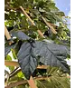 Sycoparrotia Spalier | Sycoparrotia semidecidua Sycoparrotia Spalier | Sycoparrotia semidecidua