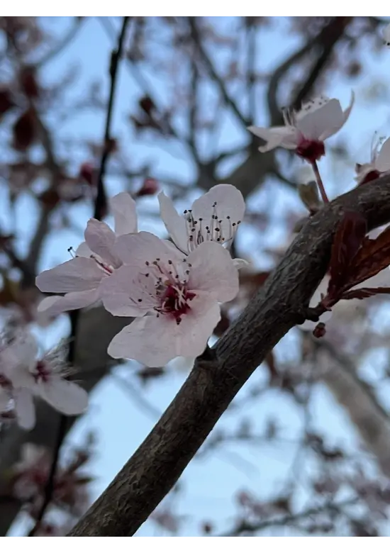 Blutpflaume Spalier | Prunus cerasifera 'Nigra'