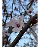 Blutpflaume Spalier | Prunus cerasifera 'Nigra'