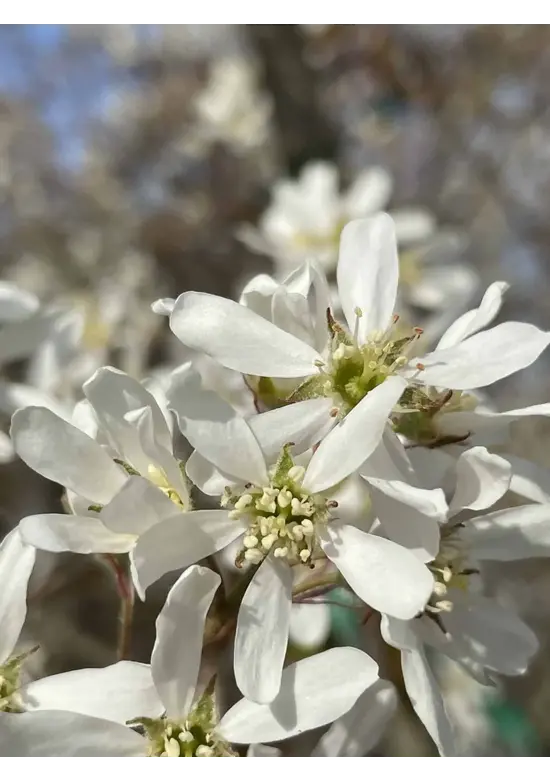 Kupfer Felsenbirne Spalier | Amelanchier lamarckii