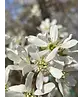 Kupfer-Felsenbirne als Spalier | Amelanchier lamarckii