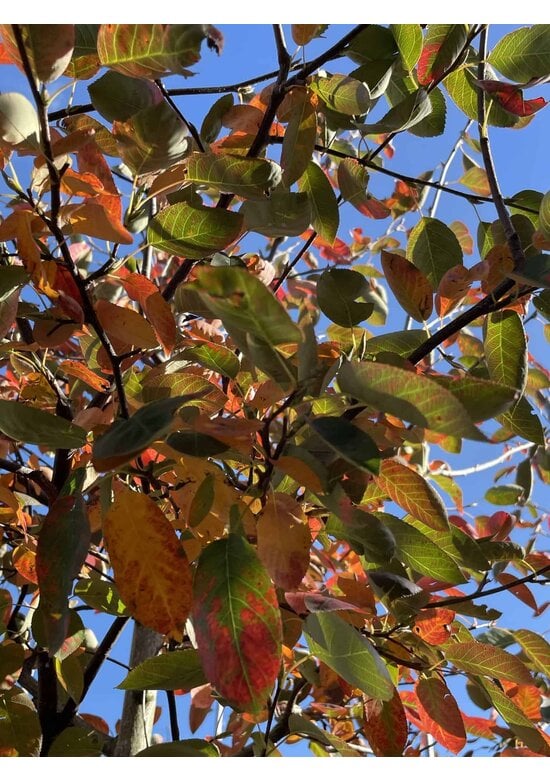 Kupfer-Felsenbirne als Spalier | Amelanchier lamarckii