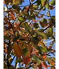 Kupfer-Felsenbirne als Spalier | Amelanchier lamarckii