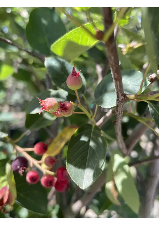 Kupfer-Felsenbirne als Spalier | Amelanchier lamarckii