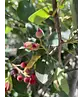 Kupfer-Felsenbirne als Spalier | Amelanchier lamarckii