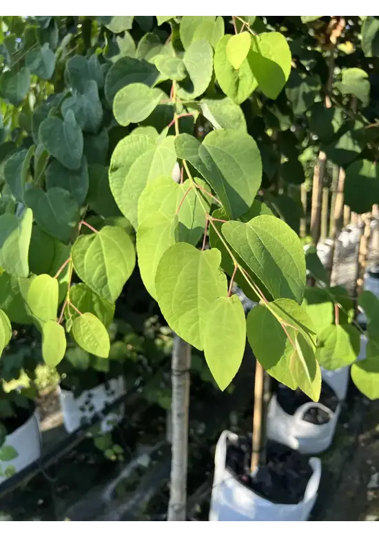 Lebkuchenbaum Spalier | Cercidiphyllum japonicum