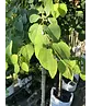 Lebkuchenbaum Spalier | Cercidiphyllum japonicum
