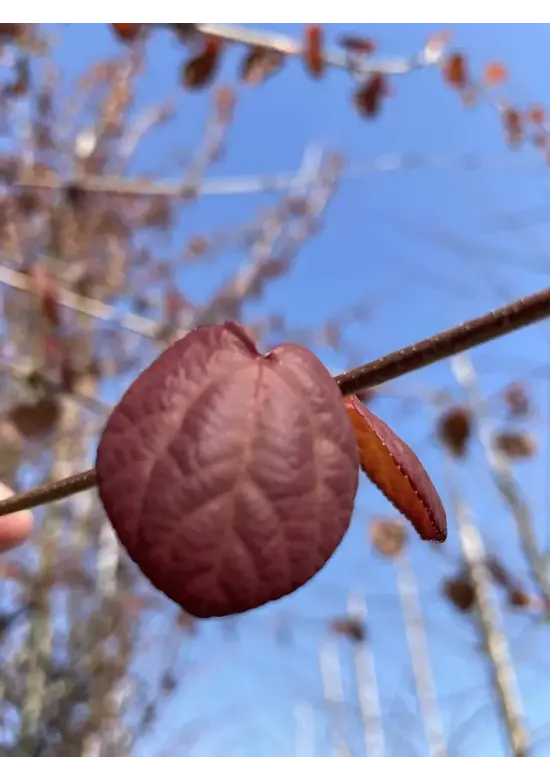 Lebkuchenbaum Spalier | Cercidiphyllum japonicum