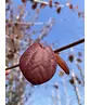 Lebkuchenbaum Spalier | Cercidiphyllum japonicum