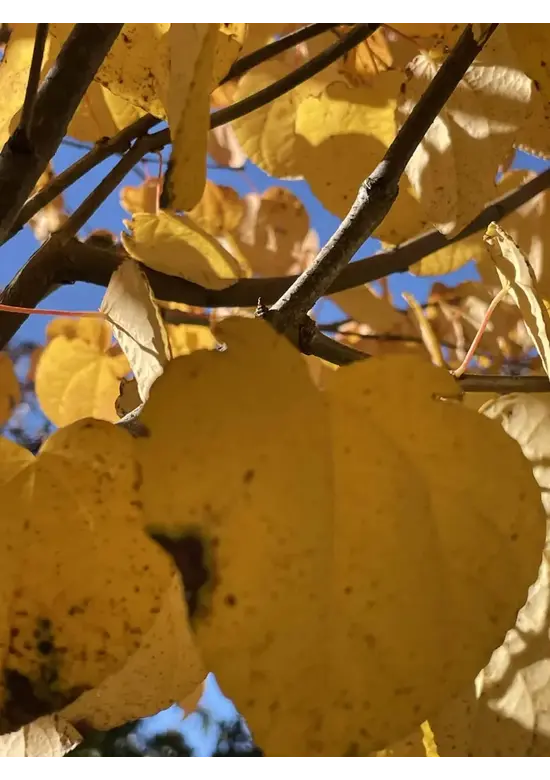 Lebkuchenbaum Spalier | Cercidiphyllum japonicum