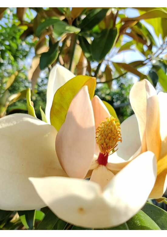 Immergrüne Magnolie Spalier | Magnolia grandiflora