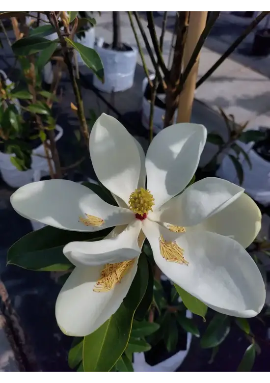 Immergrüne Magnolie Spalier | Magnolia grandiflora