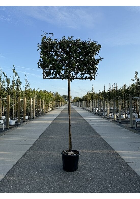 Ölweide Spalier | Elaeagnus ebbingei