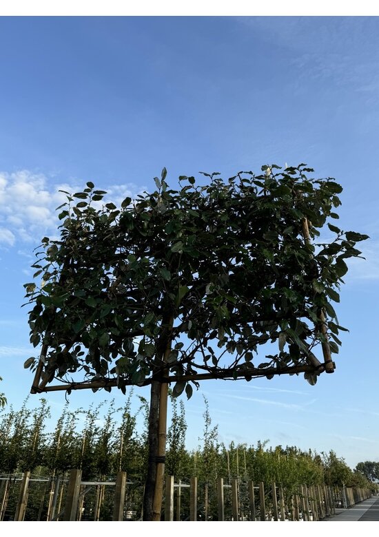 Ölweide Spalier | Elaeagnus ebbingei Ölweide Spalier | Elaeagnus ebbingei