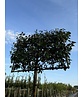 Ölweide Spalier | Elaeagnus ebbingei Ölweide Spalier | Elaeagnus ebbingei