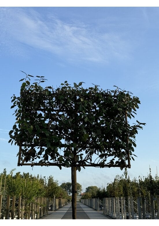 Ölweide Spalier | Elaeagnus ebbingei