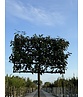Ölweide Spalier | Elaeagnus ebbingei Ölweide Spalier | Elaeagnus ebbingei