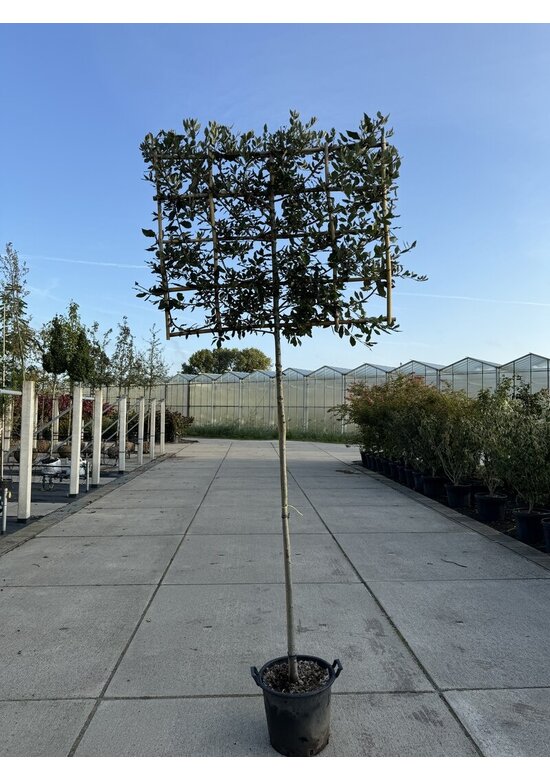 Stein-Eiche - Spalierbaum | Quercus Ilex