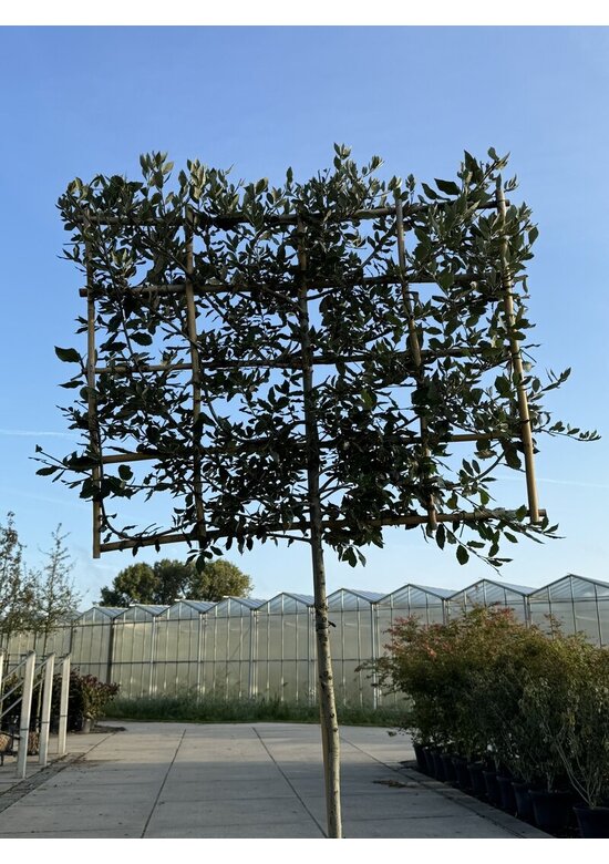 Steineiche Spalierbaum | Quercus Ilex