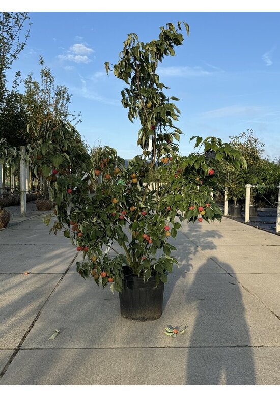 Chinesischer Blumen-Hartriegel 'Weisse Fontaine' - Mehrstämmig | Cornus kousa 'Weisse Fontaine'