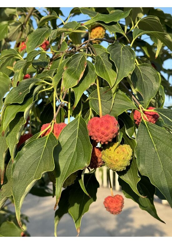 Chinesischer Blumen-Hartriegel 'Weisse Fontaine' - Mehrstämmig | Cornus kousa 'Weisse Fontaine'