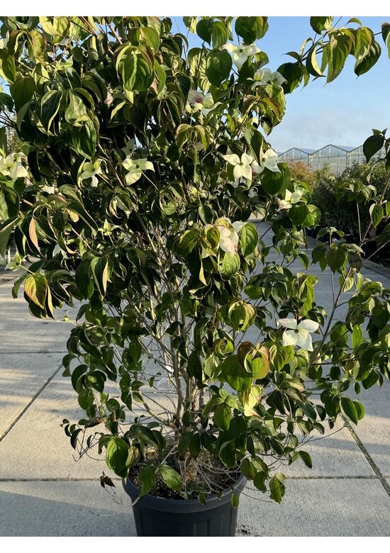 Chinesischer Blumenhartriegel 'Chinensis' - Mehrstämmig | Cornus kousa 'Chinensis'