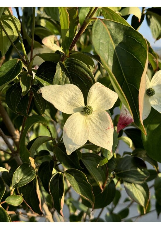 Chinesischer Blumenhartriegel 'Chinensis' - Mehrstämmig | Cornus kousa 'Chinensis'