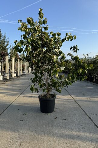 Chinesischer Blumenhartriegel 'Chinensis' - Mehrstämmig | Cornus kousa 'Chinensis'