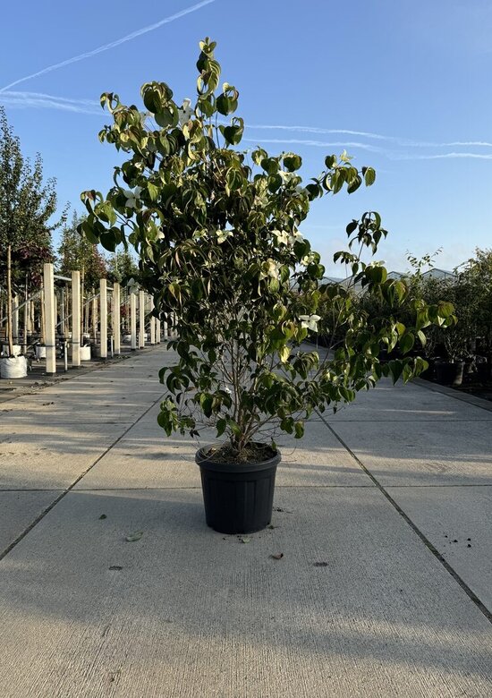 Hartriegel 'Chinensis' Mehrstmmig | mit 3 Jahren Garantie - Venovi