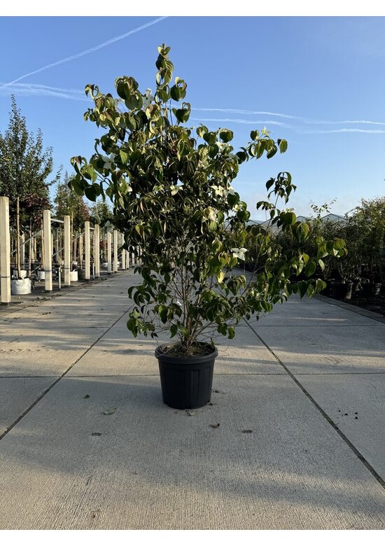 Chinesischer Blumenhartriegel 'Chinensis' - Mehrstämmig | Cornus kousa 'Chinensis'