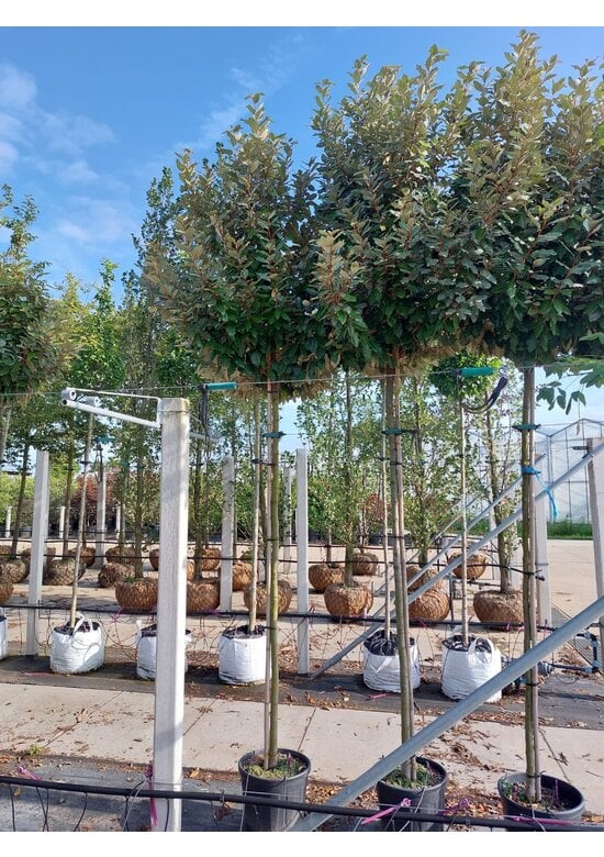 Ölweide Kugelbaum | Elaeagnus ebbingei 'Compacta'