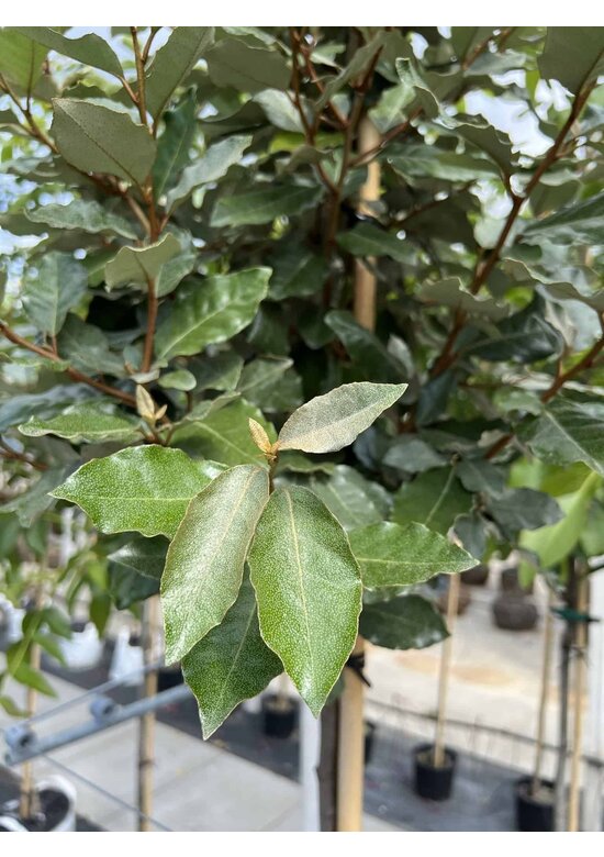 Ölweide Kugelbaum | Elaeagnus ebbingei 'Compacta'