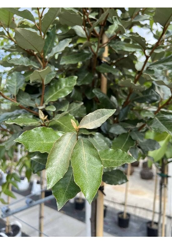 Ölweide Kugelbaum | Elaeagnus ebbingei 'Compacta'