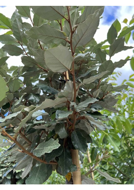 Ölweide Kugelbaum | Elaeagnus ebbingei 'Compacta'