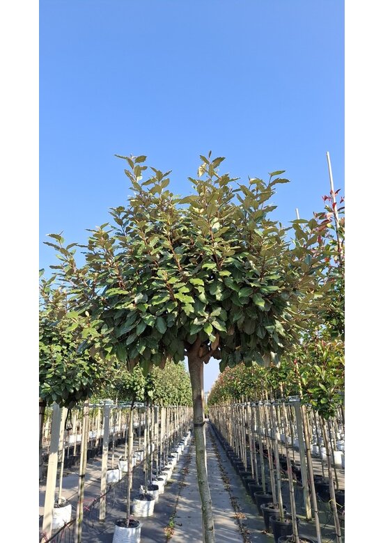 Ölweide Kugelbaum | Elaeagnus ebbingei 'Compacta'