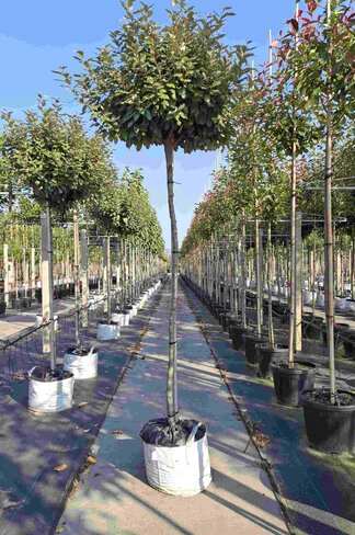 Ölweide Kugelbaum | Elaeagnus ebbingei 'Compacta'