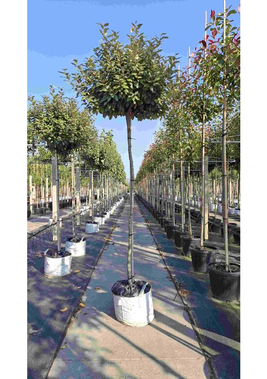 Ölweide Kugelbaum | Elaeagnus ebbingei 'Compacta'