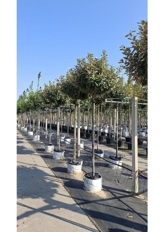 Ölweide Kugelbaum | Elaeagnus ebbingei 'Compacta'