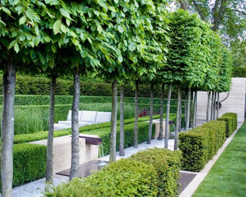 Sichtschutz Spalierbäume