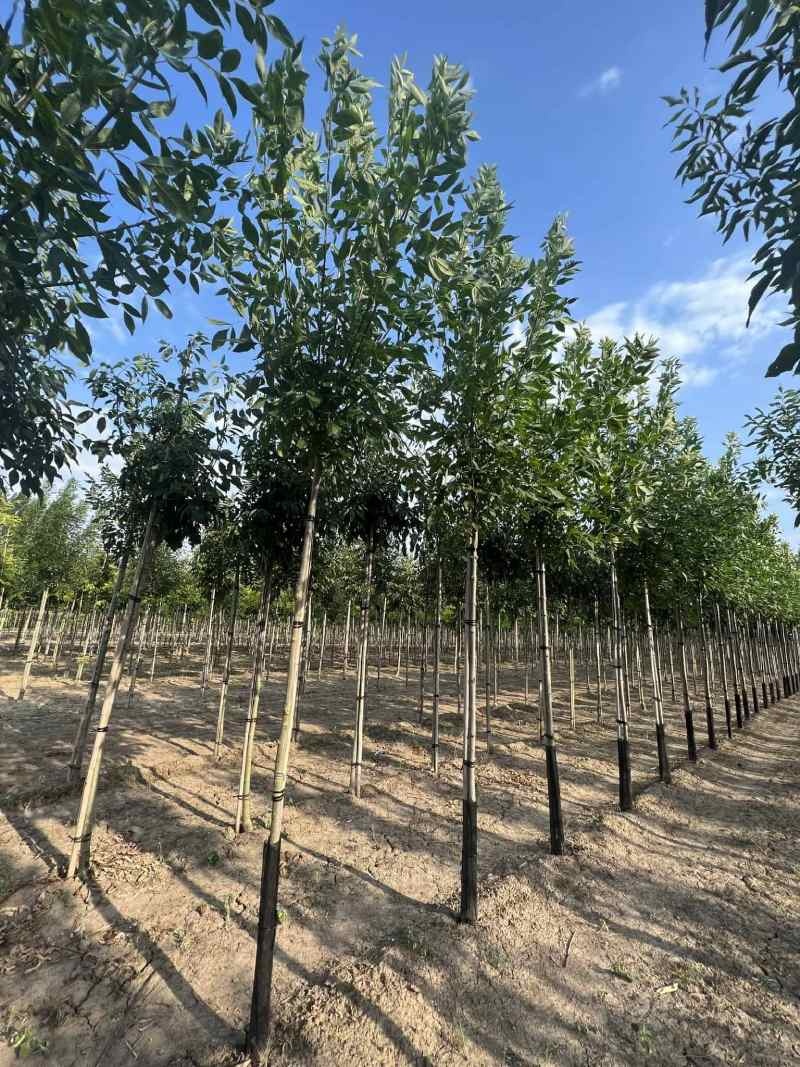 Esche Bäume Esche Bäume