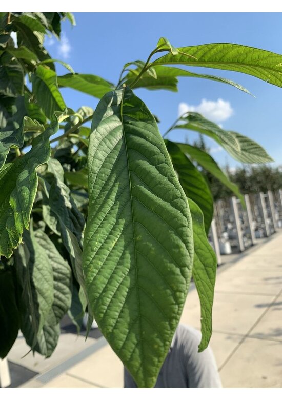 Pawpaw 'Davis' | Asimina triloba 'Davis'