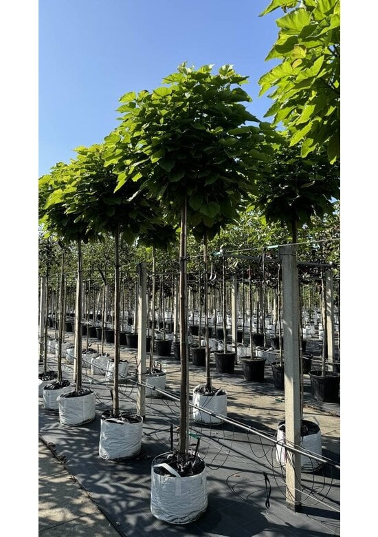 Kugeltrompetenbaum | Catalpa bignonioides 'Nana'