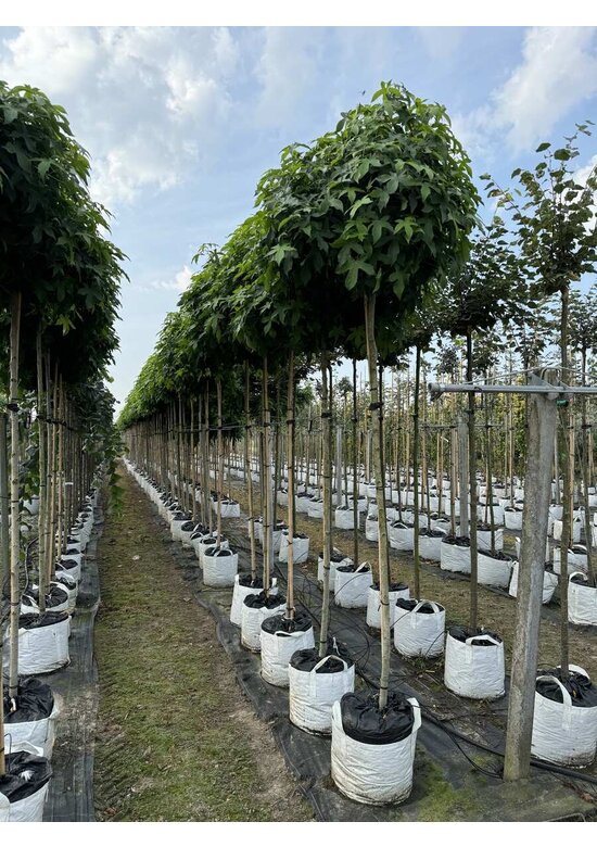 Kugelamberbaum  | Liquidambar styraciflua 'Gumball'