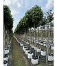 Kugelamberbaum 'Gumball' | Liquidambar styraciflua 'Gumball' Kugelamberbaum 'Gumball' | Liquidambar styraciflua 'Gumball'