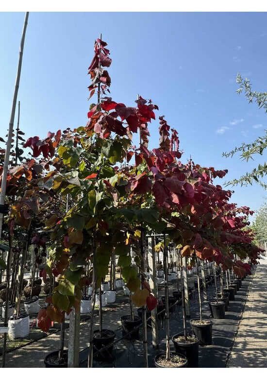 Judasbaum 'Forest Pansy' Hochstamm | Cercis canadensis 'Forest Pansy'